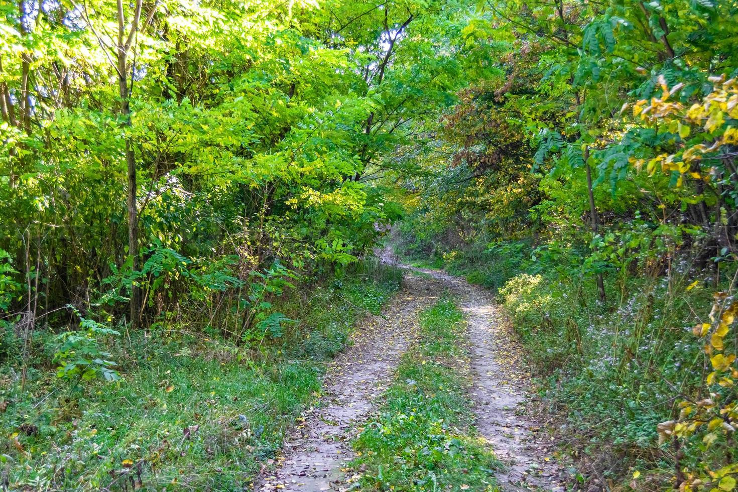 photographie sur le thème beau sentier dans les bois de feuillage sauvage photo