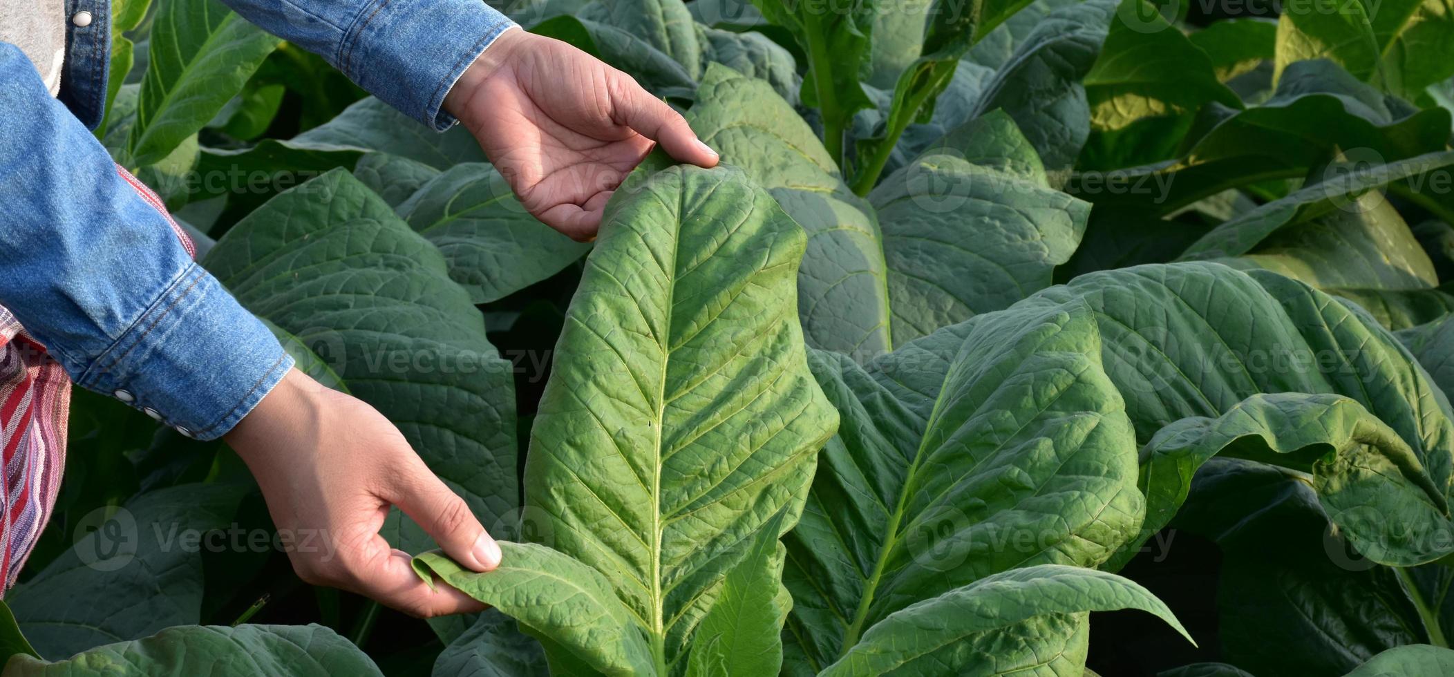 le tabac feuilles et des arbres qualité vérification par propriétaire de le tabac les terres agricoles, doux et sélectif se concentrer. photo