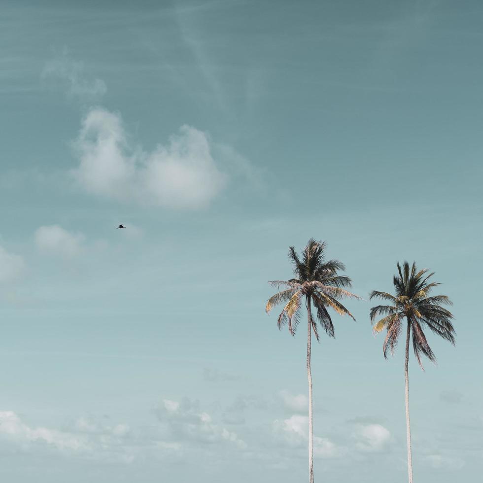 cocotiers tropicaux minimes en été avec fond de ciel photo