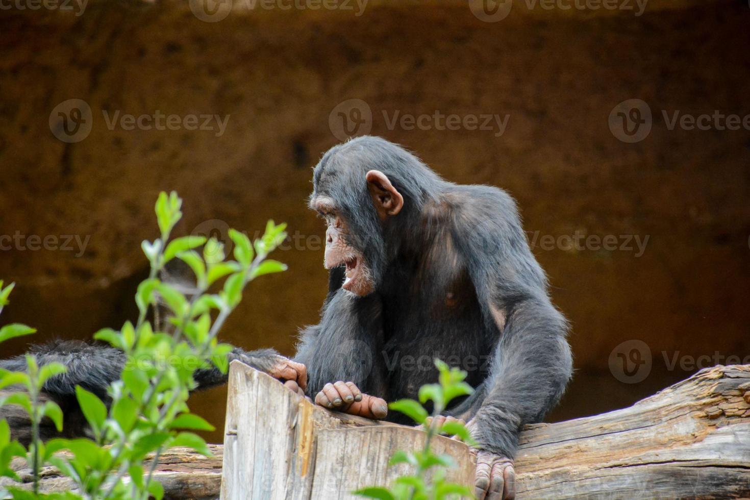 chimpanzé à le zoo photo
