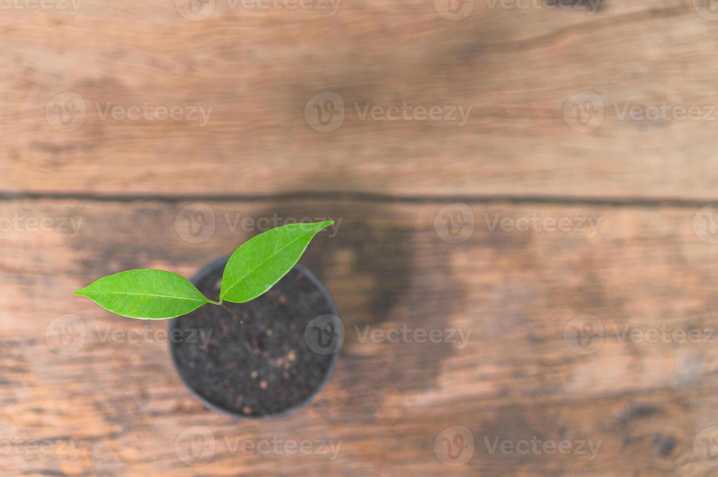 plante en pot sur la table photo