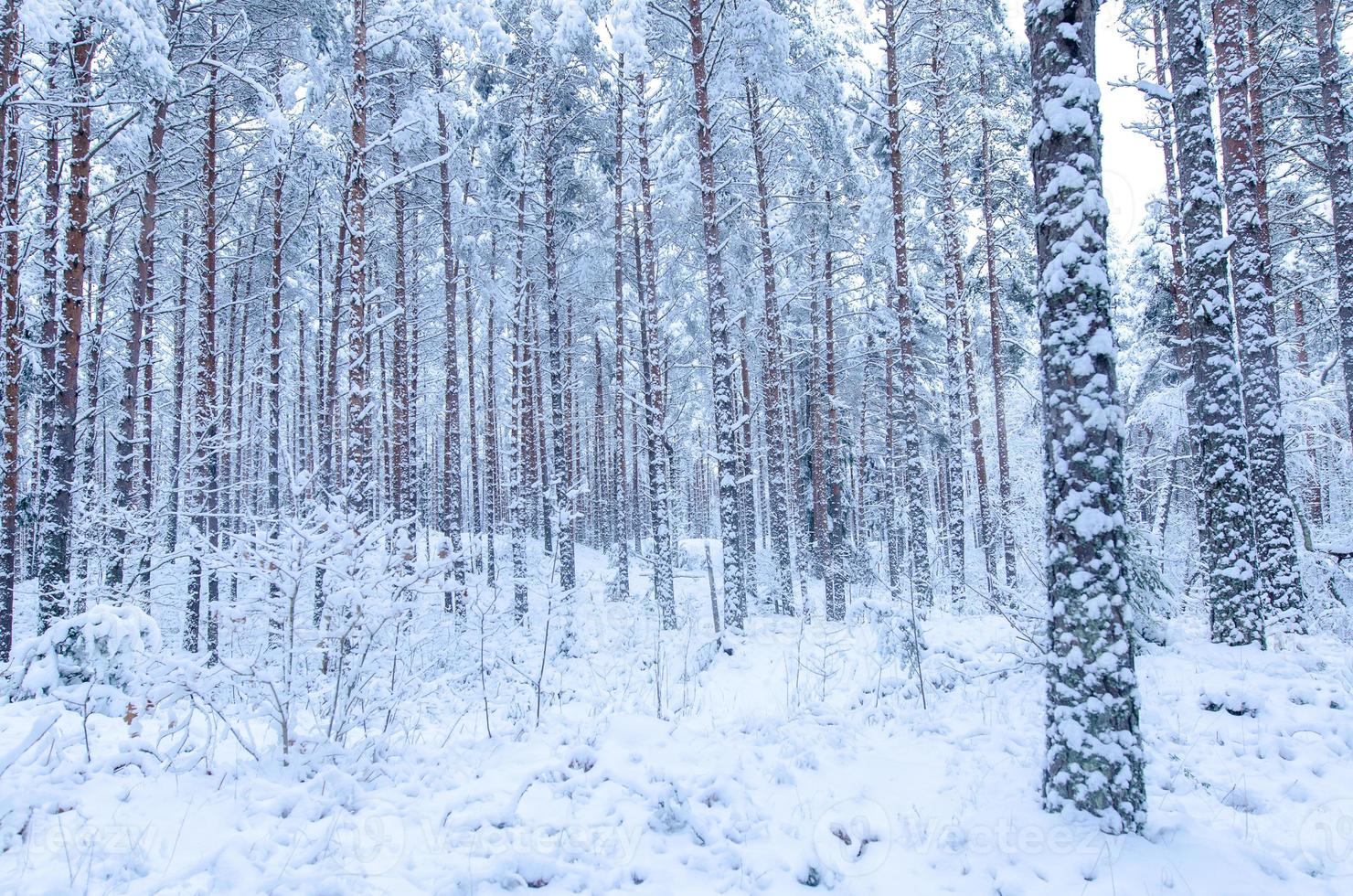 arbres couverts de neige dans la forêt d'hiver photo