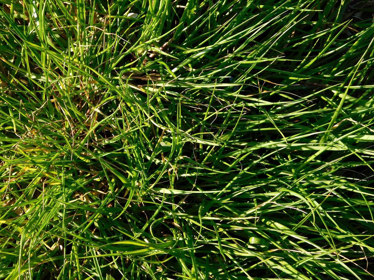 patch d'herbe au soleil photo