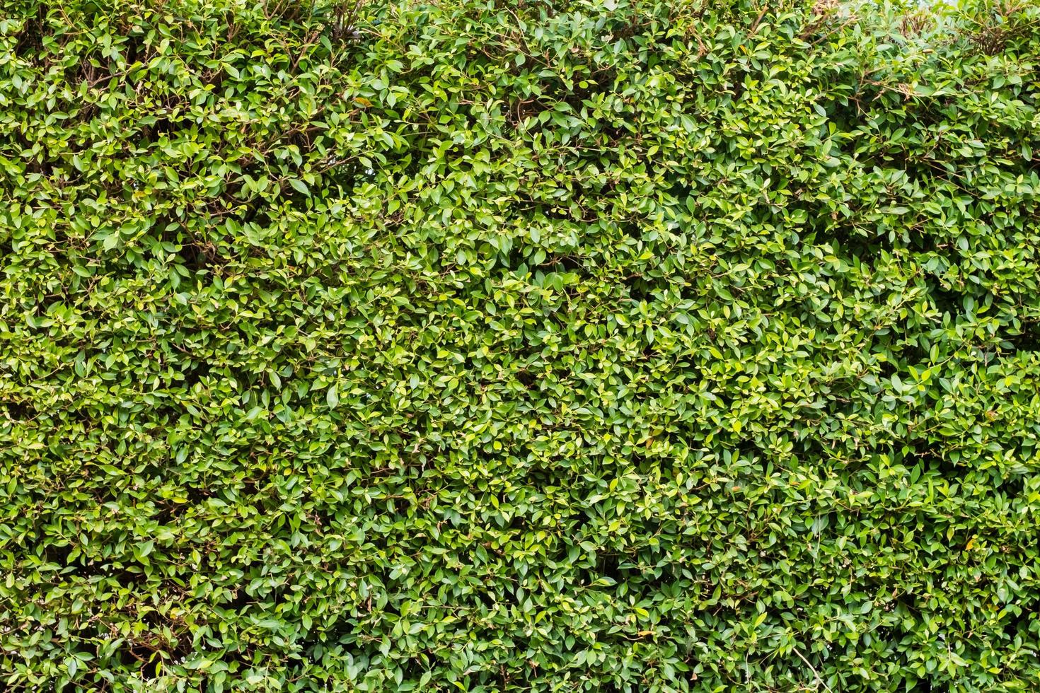 toile de fond de mur de feuilles vertes photo