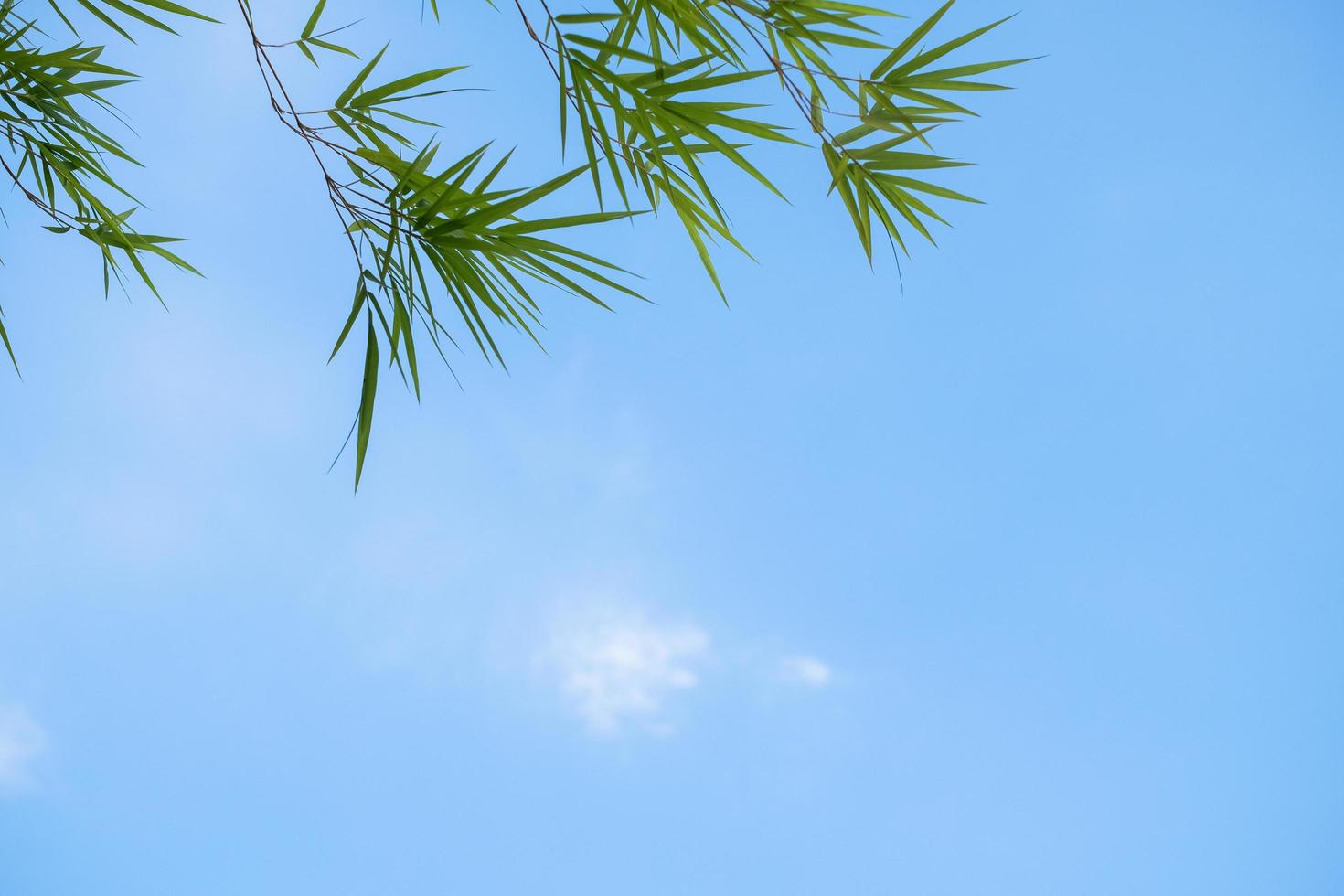 bambou laisse fond d & # 39; été avec un ciel bleu photo