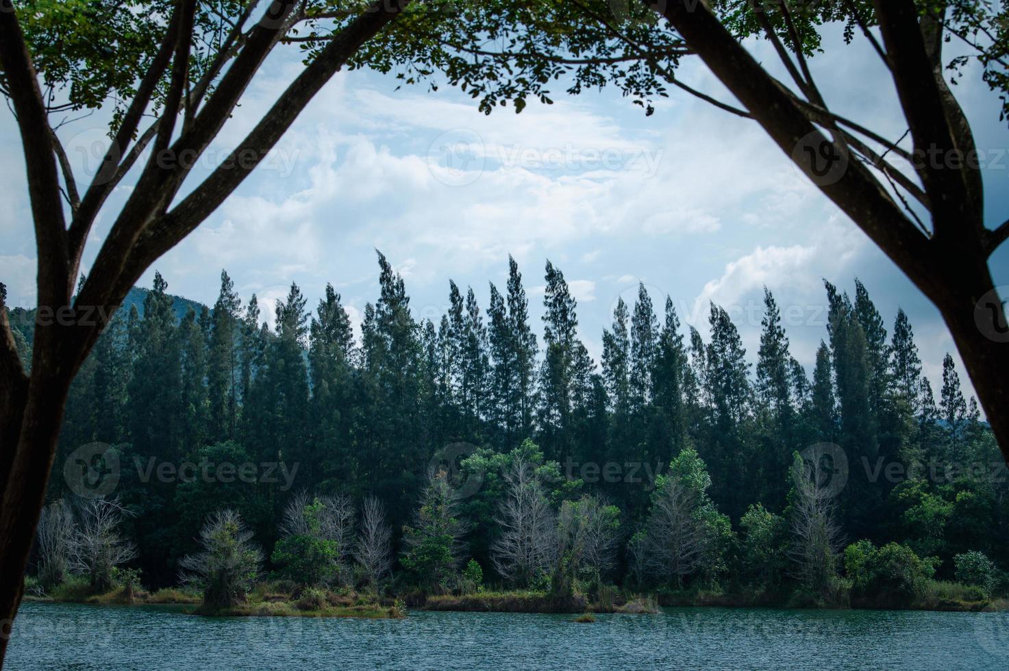 Lac et forêt de pins au parc public de liwong à Songkhla, Thaïlande photo