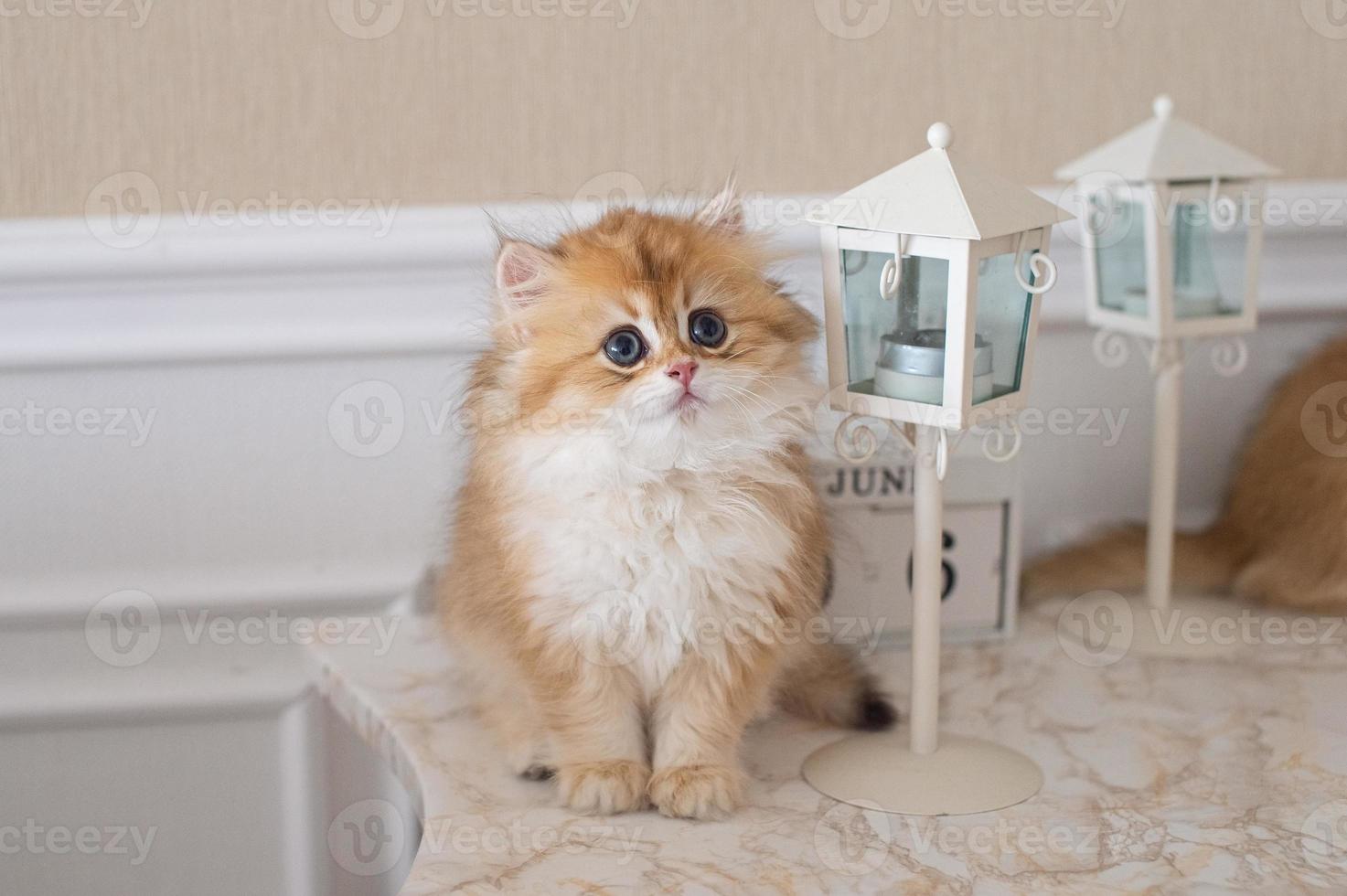 roux de race poil long Britanique chaton sur le lit dans le intérieur photo