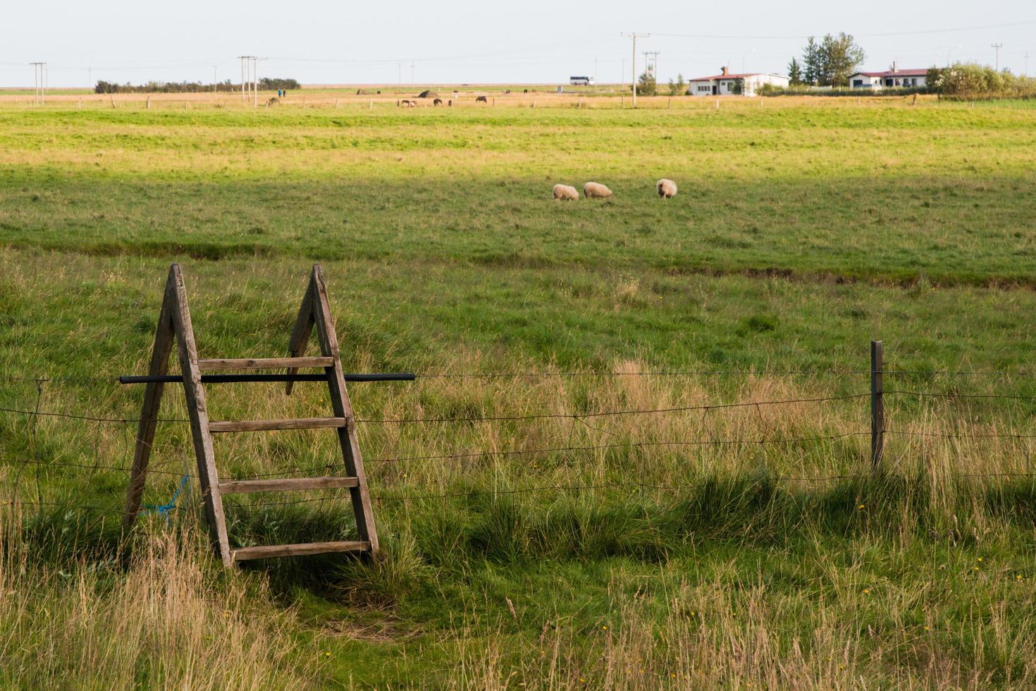 accès à une Prairie avec mouton en utilisant une en bois échelle photo