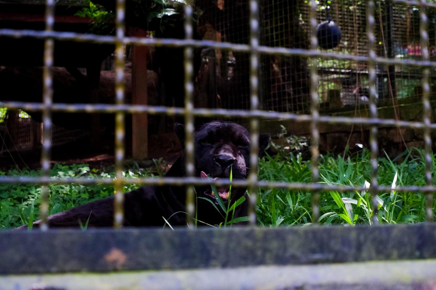 sélectif concentrer de noir panthères qui sont en mangeant herbe dans leur cages. photo