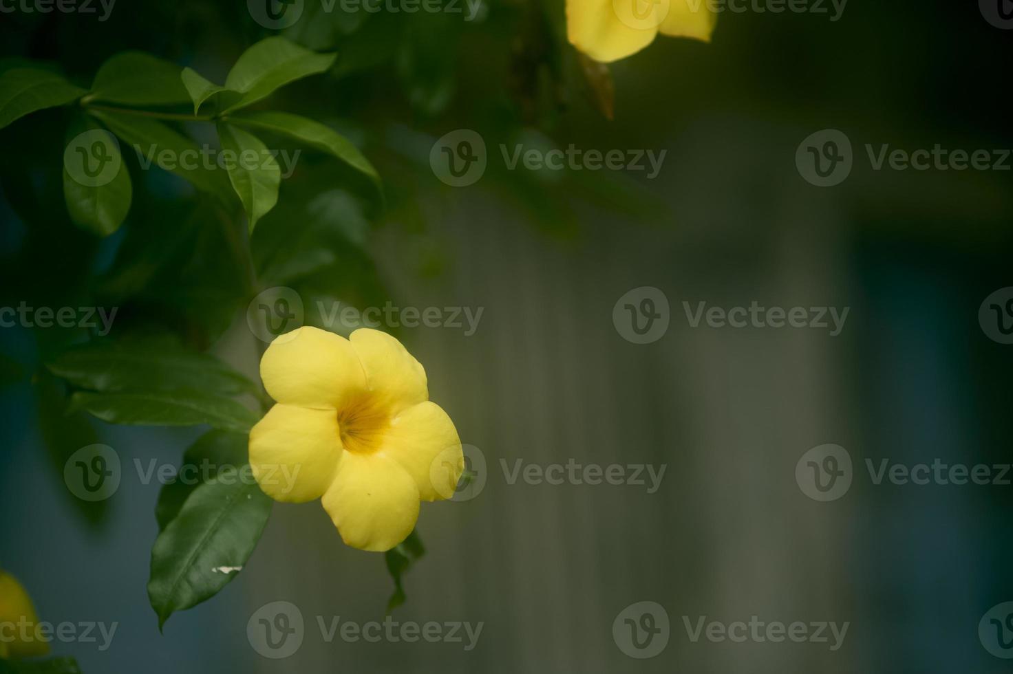 proche en haut de allamanda cathartique ou Jaune trompette fleur dans le jardin avec copie espace. commun trompette pleinement fleuri Jaune fleur à l'intérieur de une botanique jardin dans l'automne. photo