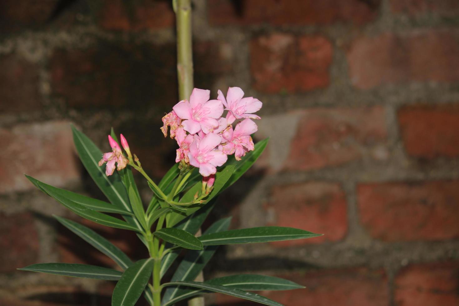 Indien village mousson la nature fleur photo