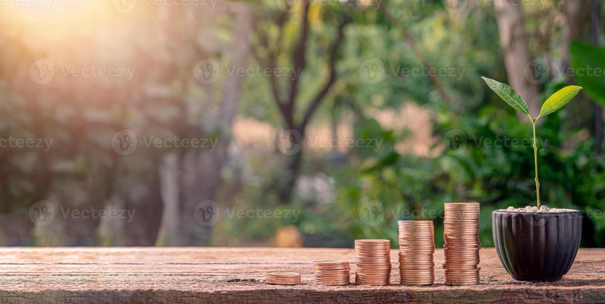 pile de pièces et une petite plante avec la lumière du soleil photo