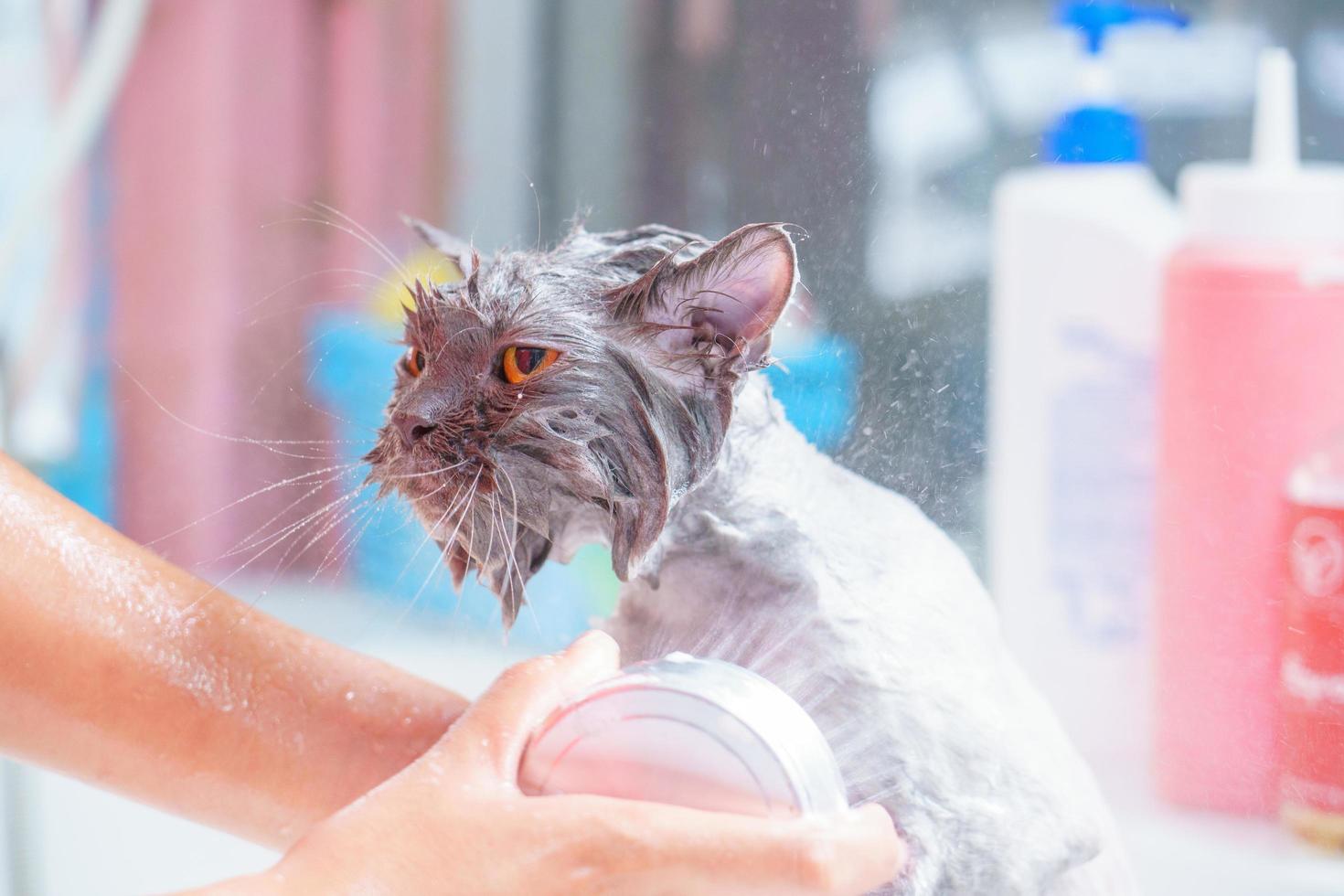 chat en colère dans la baignoire photo