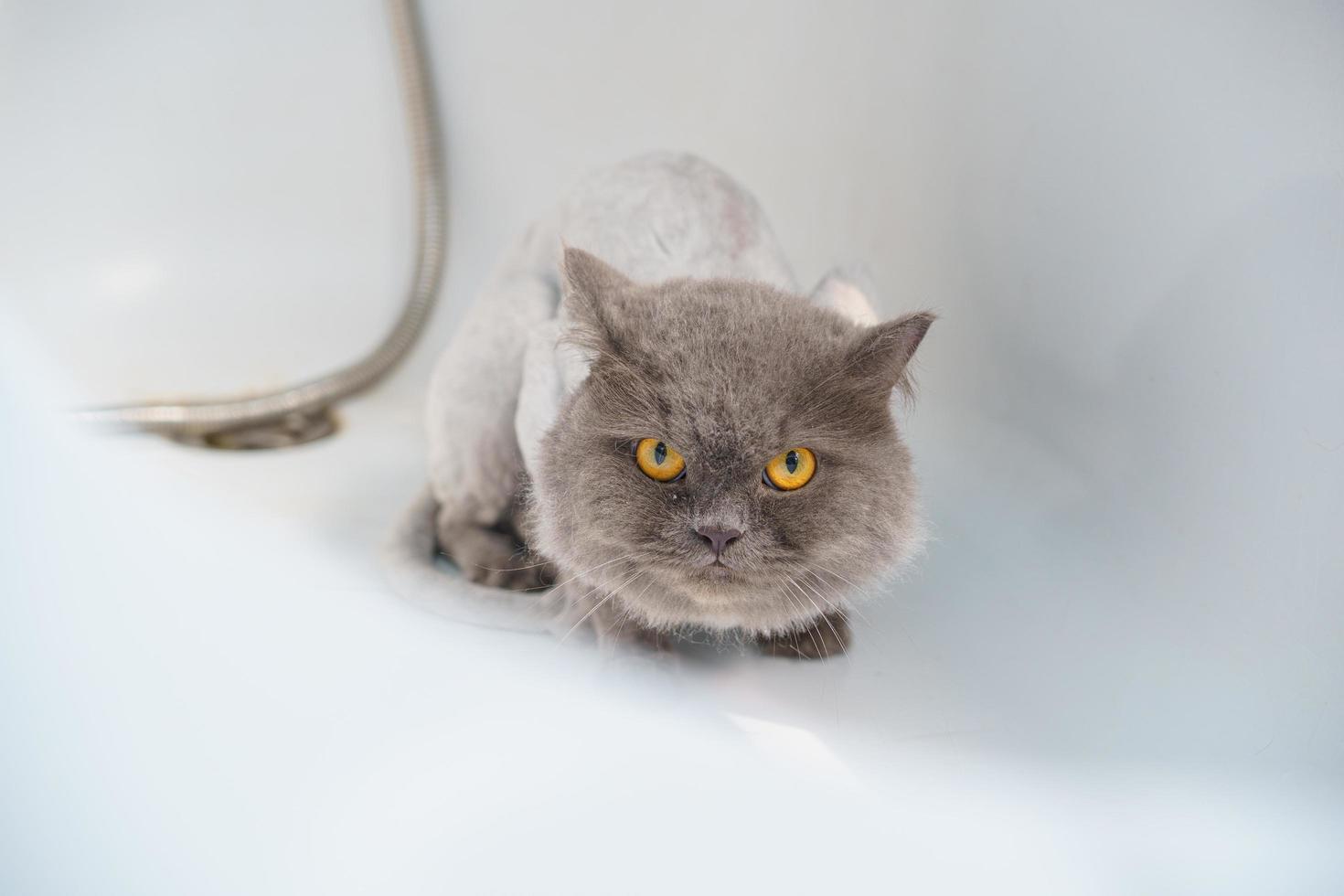 chat en colère dans la baignoire photo