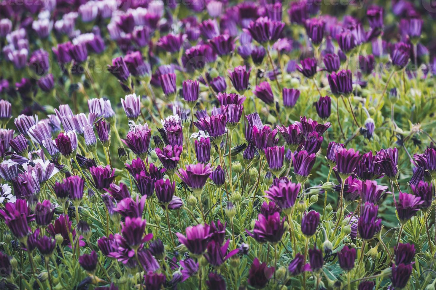 fleurs violettes et roses de marguerite africaine photo