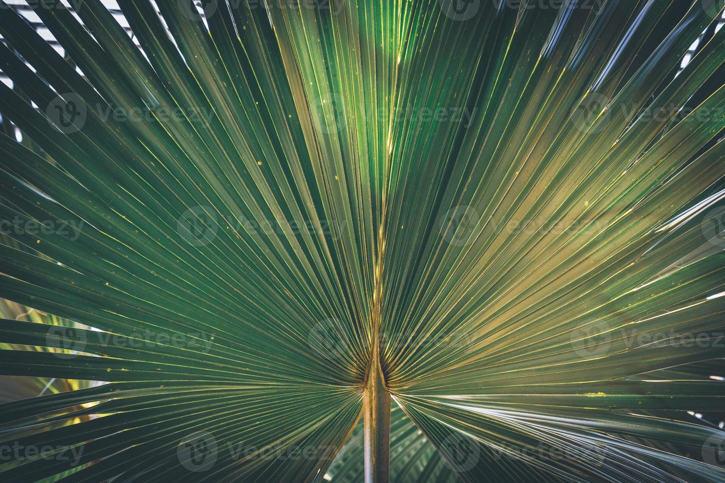 palmier de Californie photo
