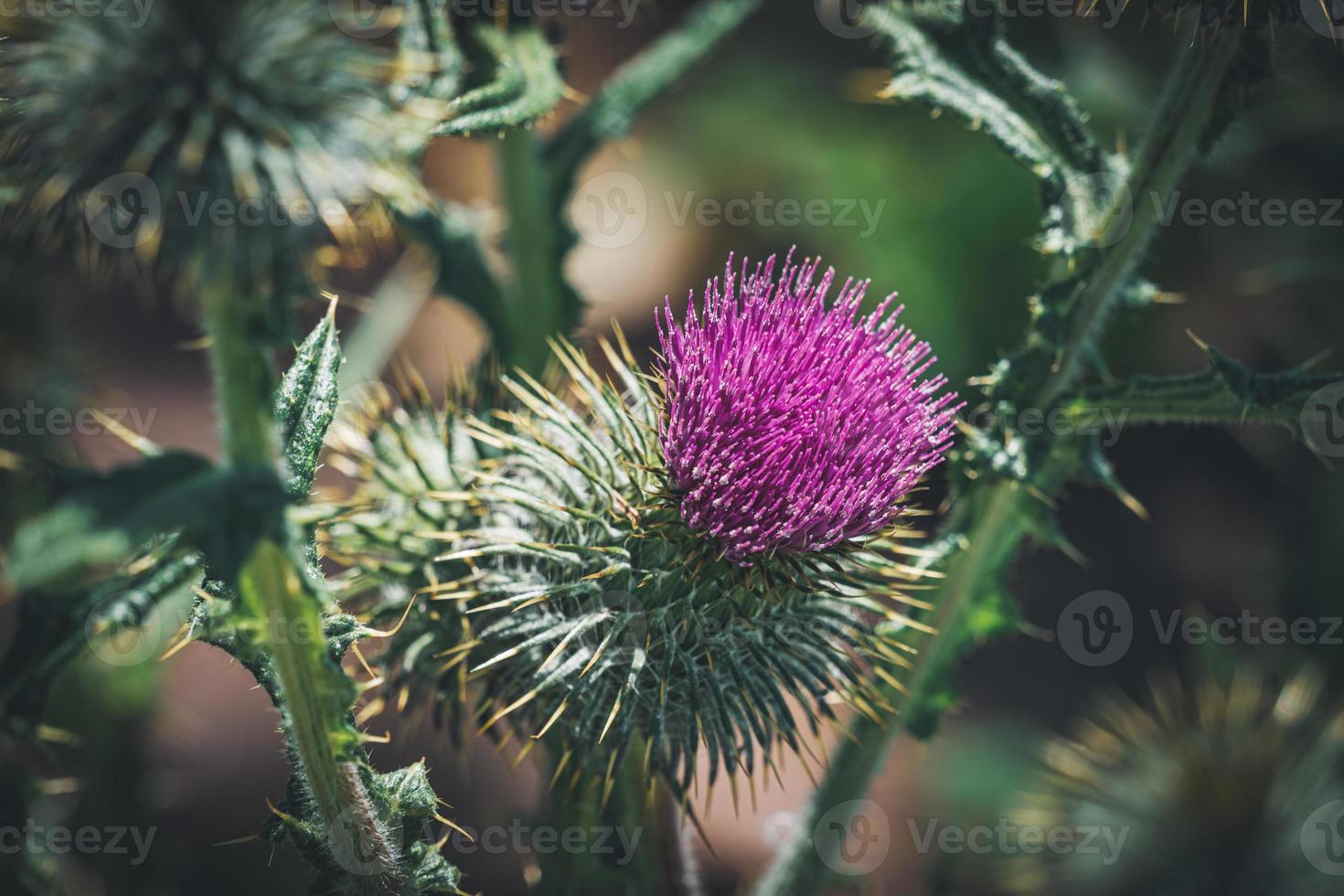 fleur pourpre d'une plante de chardon commun photo