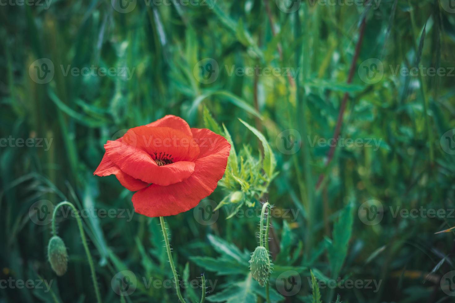 Fleur de pavot rouge dans un champ d'herbes hautes photo