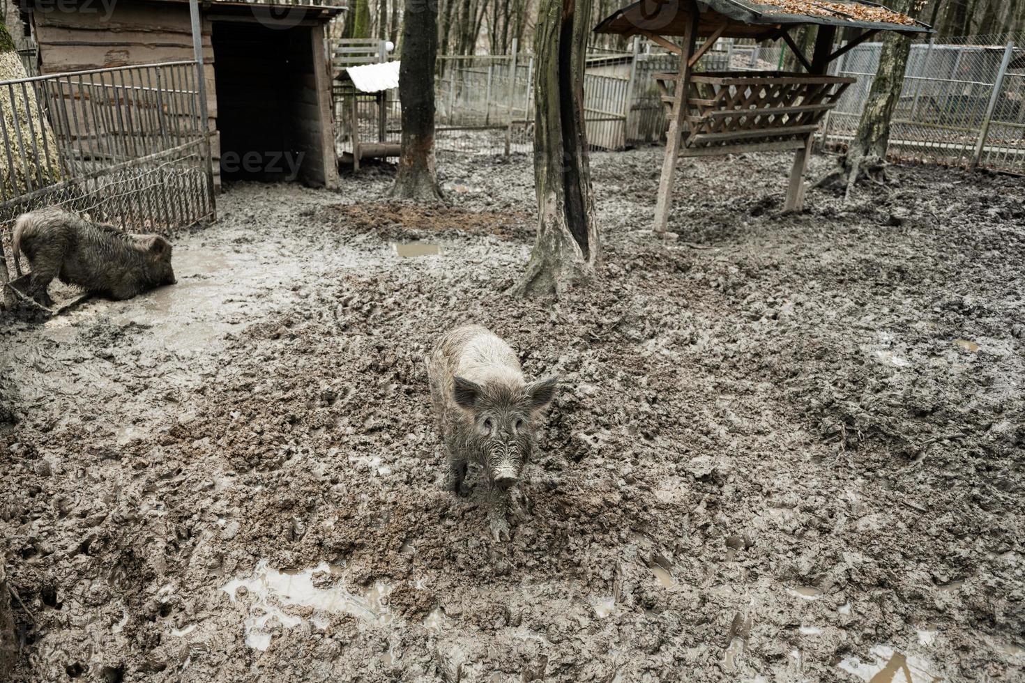 sale sanglier sauvage les cochons dans le boue. photo