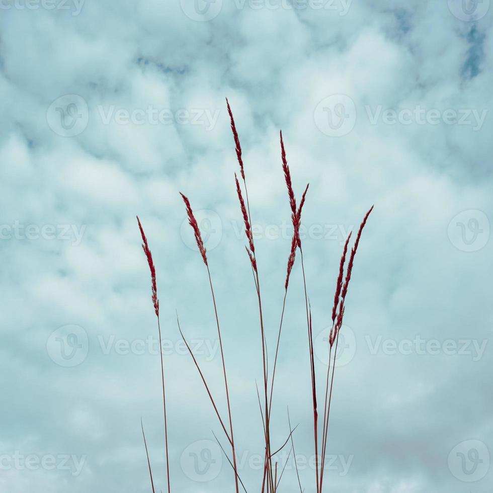 fleur plante silhouette et bleu ciel Contexte photo