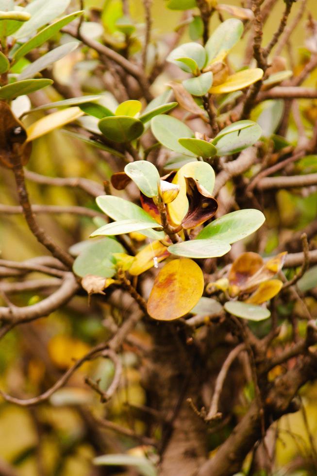 floraison merde Pomme photo