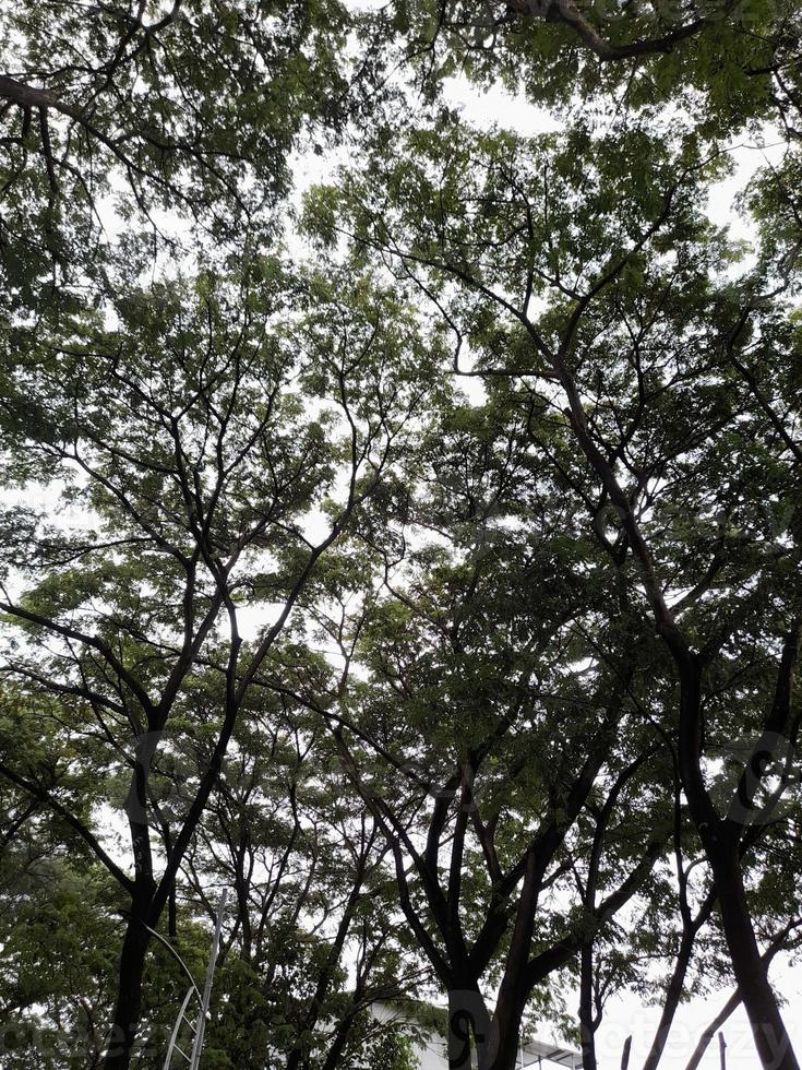 feuilles et brindilles de le bas vue, naturel Contexte de vert feuillage et texturé noir branches de une arbre . photo