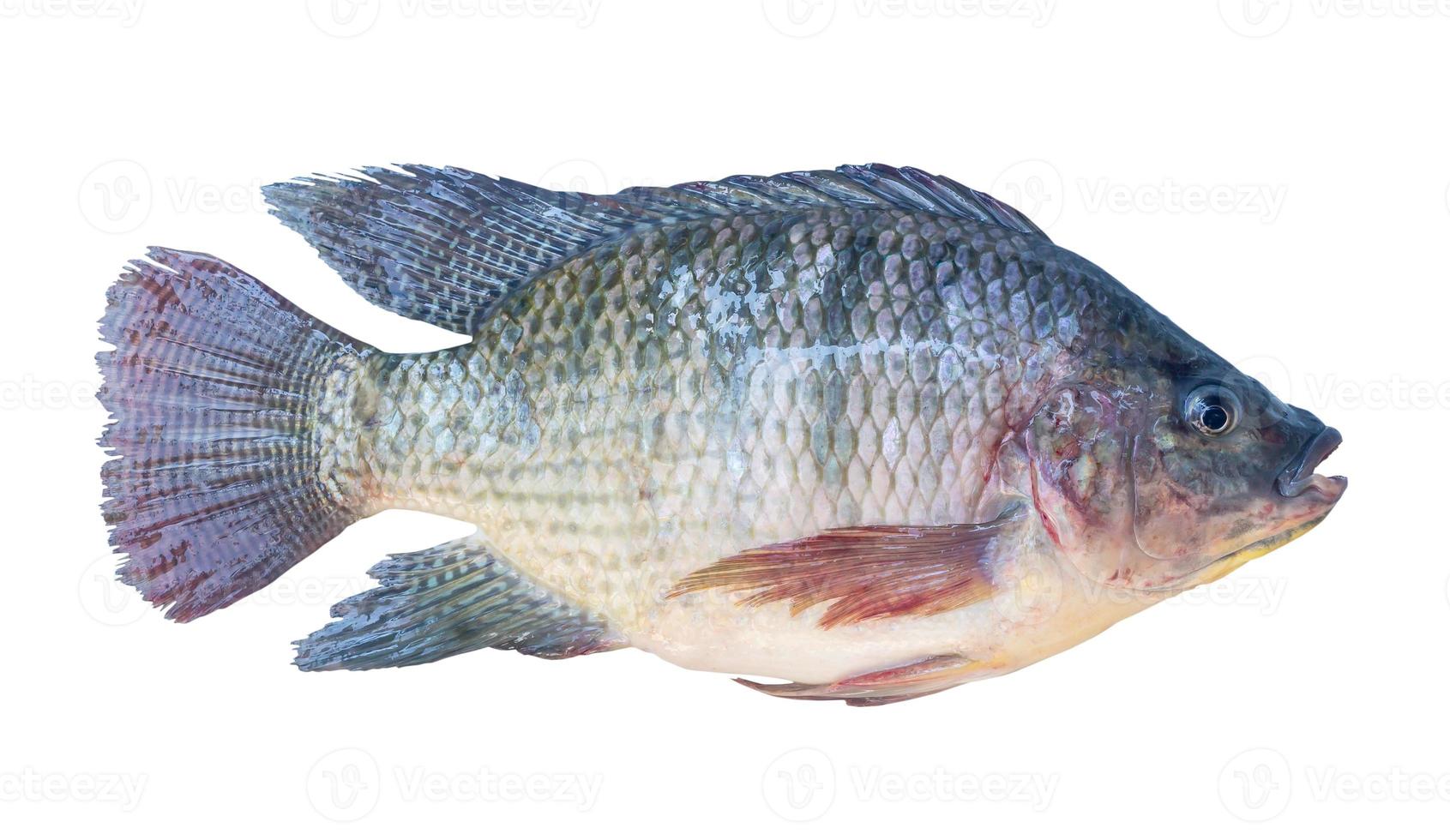 Frais Nil tilapia ou pla nin dans thaïlandais, eau fraiche poisson isolé sur blanc Contexte avec coupure chemin. photo