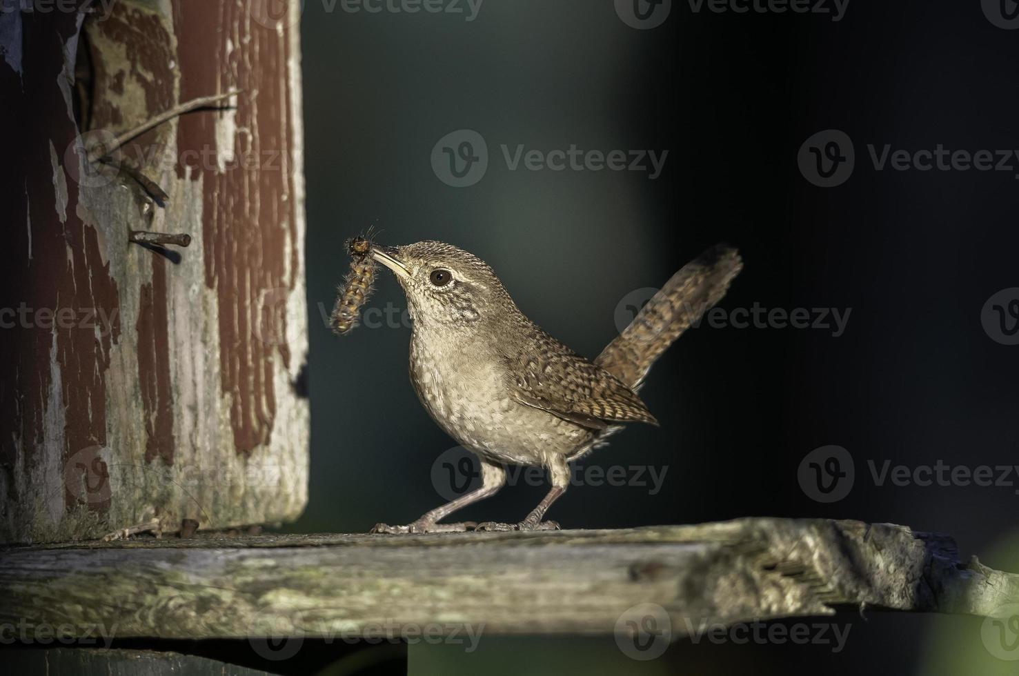 une maison roitelet apporte un insecte pour ses Jeune dans une nichoir. photo