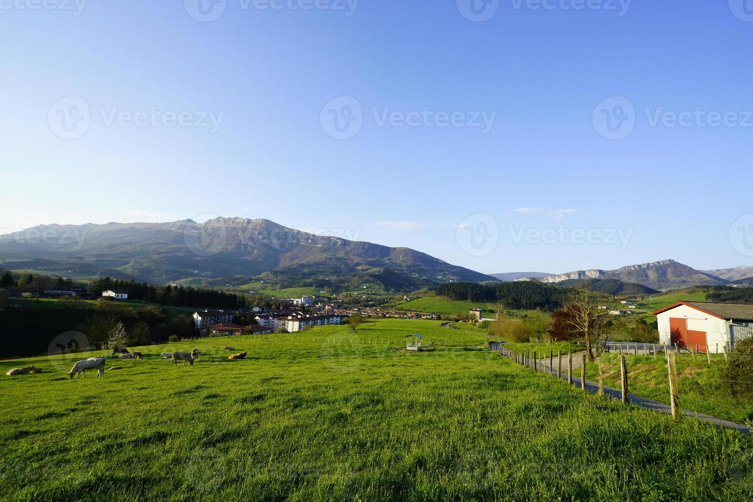 paysage de vert animal pâturage pâturage. troupeau de vaches pâturage à vert herbe champ. vache agriculture ranch. animal pâturage. paysage de vert herbe champ et Montagne près village. bétail animal. photo