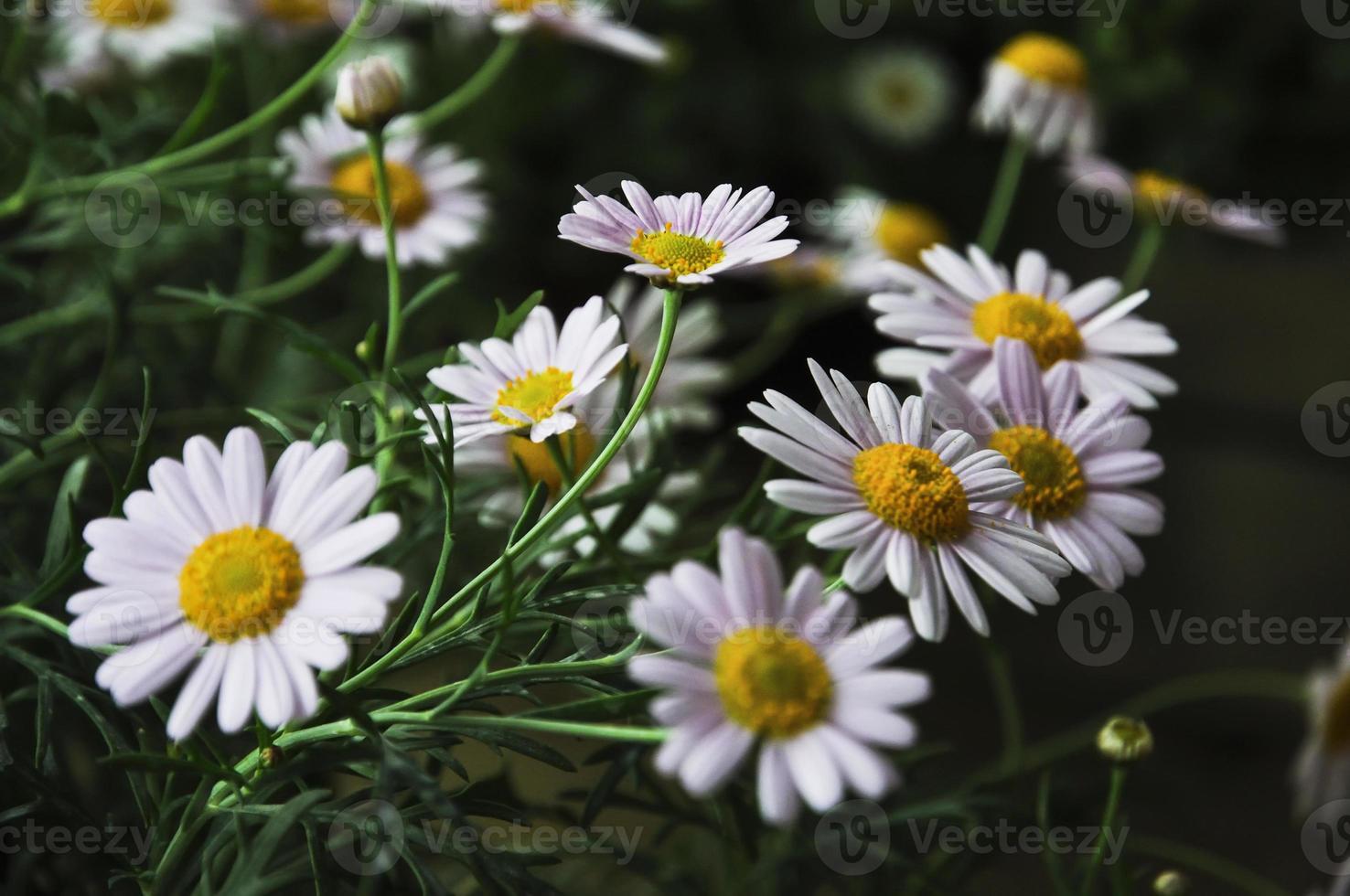 Frais rose marguerite Marguerite épanouissement photo