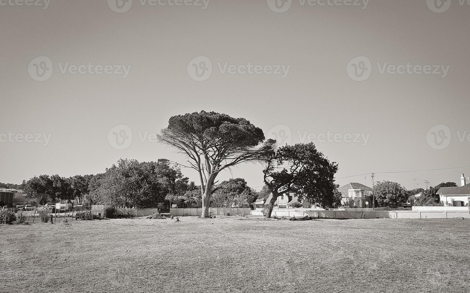 arbre africain géant dans le parc, le cap, afrique du sud. photo