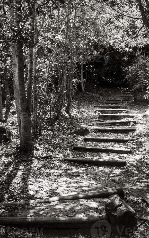 Sentier de randonnée dans la forêt du jardin botanique national de Kirstenbosch. photo