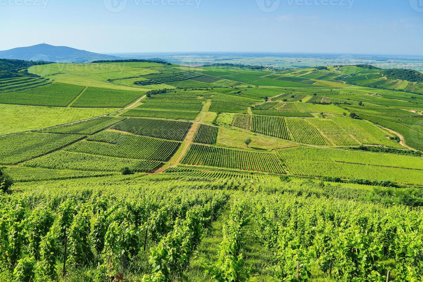 Kiraly vignoble dans furieux photo