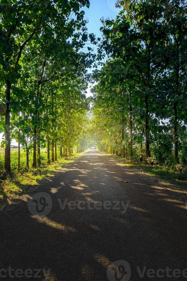 le route s'étire en dehors là sont des arbres sur tous les deux côtés de le route. après midi ensoleillement photo