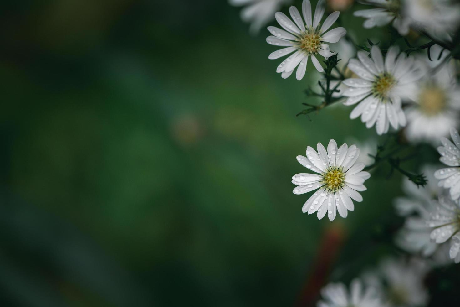 mignonne blanc coupeur fleur dans jardin, fleur Contexte concept. photo