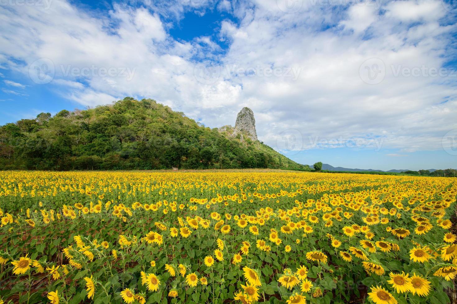 magnifique tournesol champ avec nuageux ciel. populaire touristique attractions de Lopburi province. fleur champ sur hiver saison photo