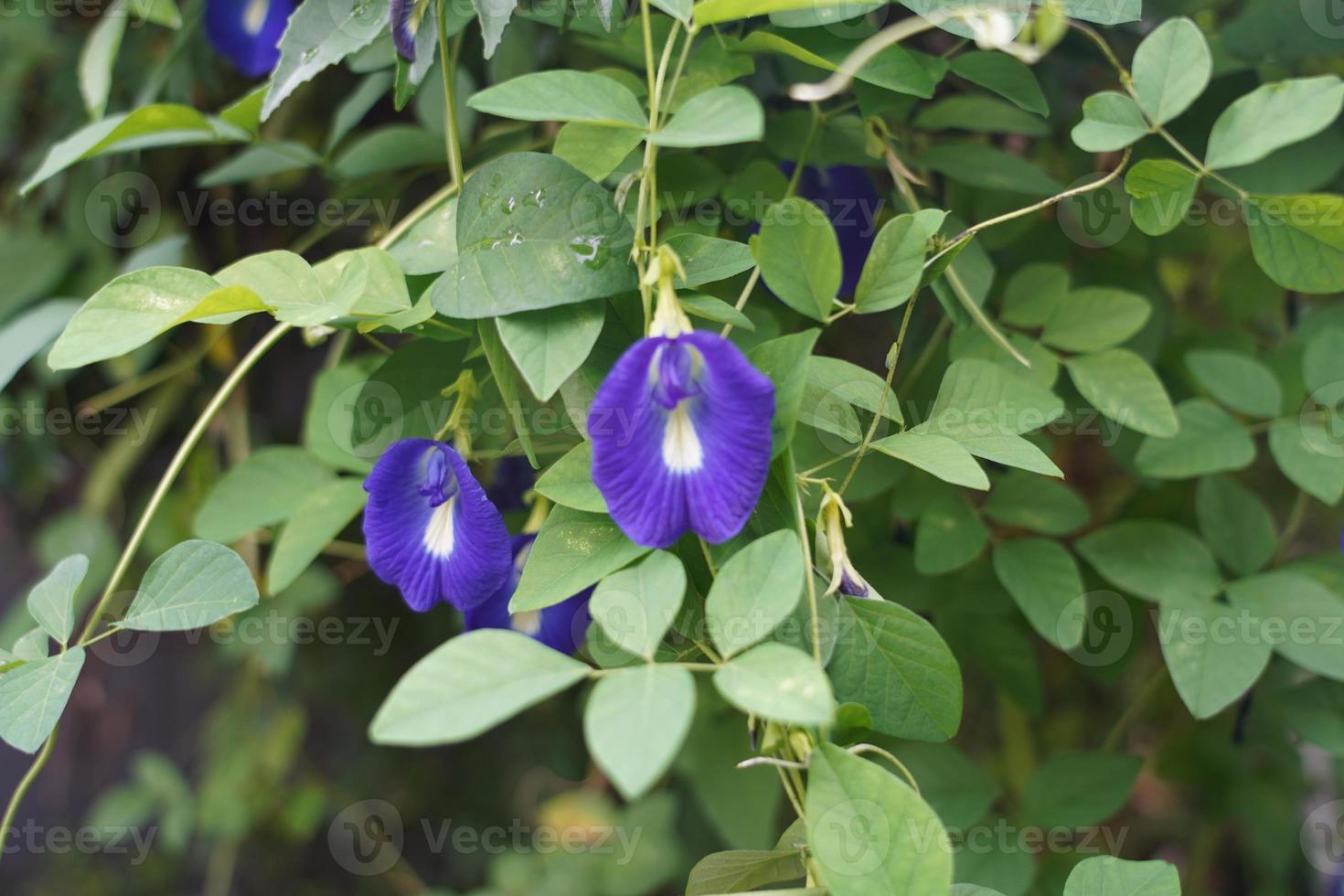 fleurs sont violet dans le jardin photo