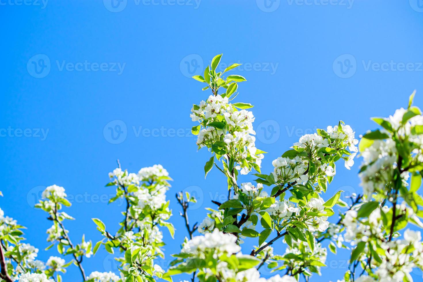 épanouissement Pomme arbre branche dans jardin sur bleu ciel Contexte. printemps Cerise fleurs proche en haut. photo