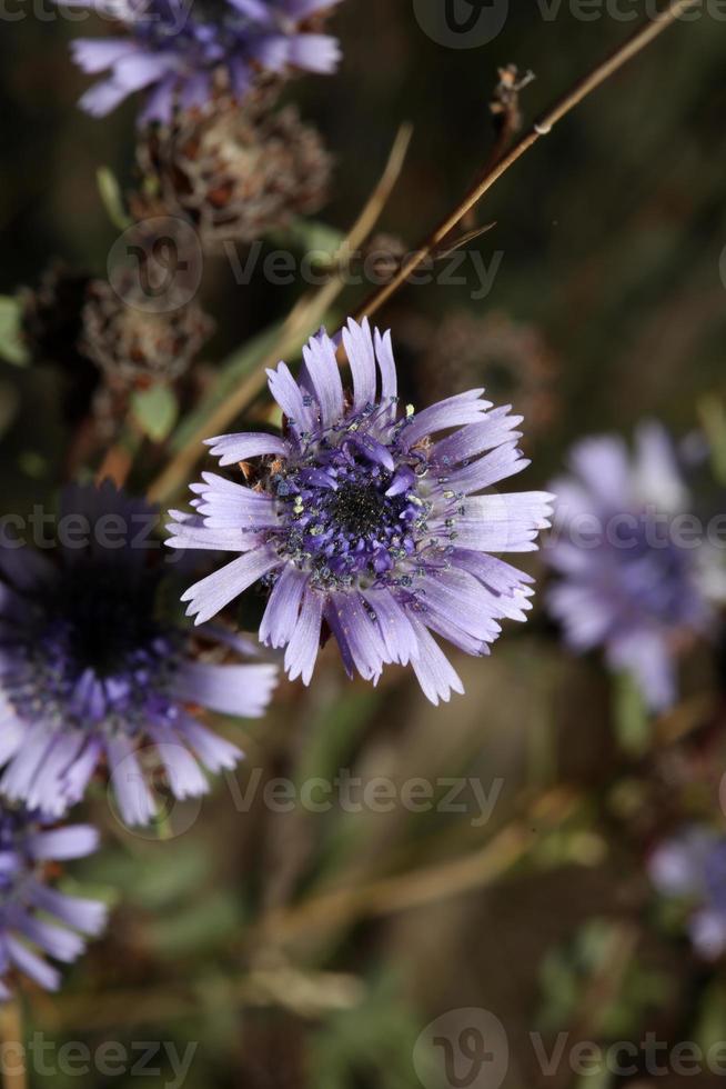 bleu sauvage fleur fleur proche en haut botanique Contexte globulaire alypum famille plantaginaceae gros Taille haute qualité instant impression photo