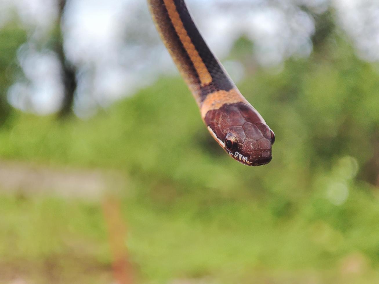 serpent avec le Latin Nom coniophanes suspendu. photo