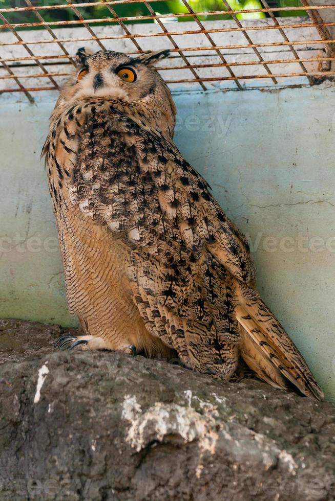 beau hibou gros plan photo