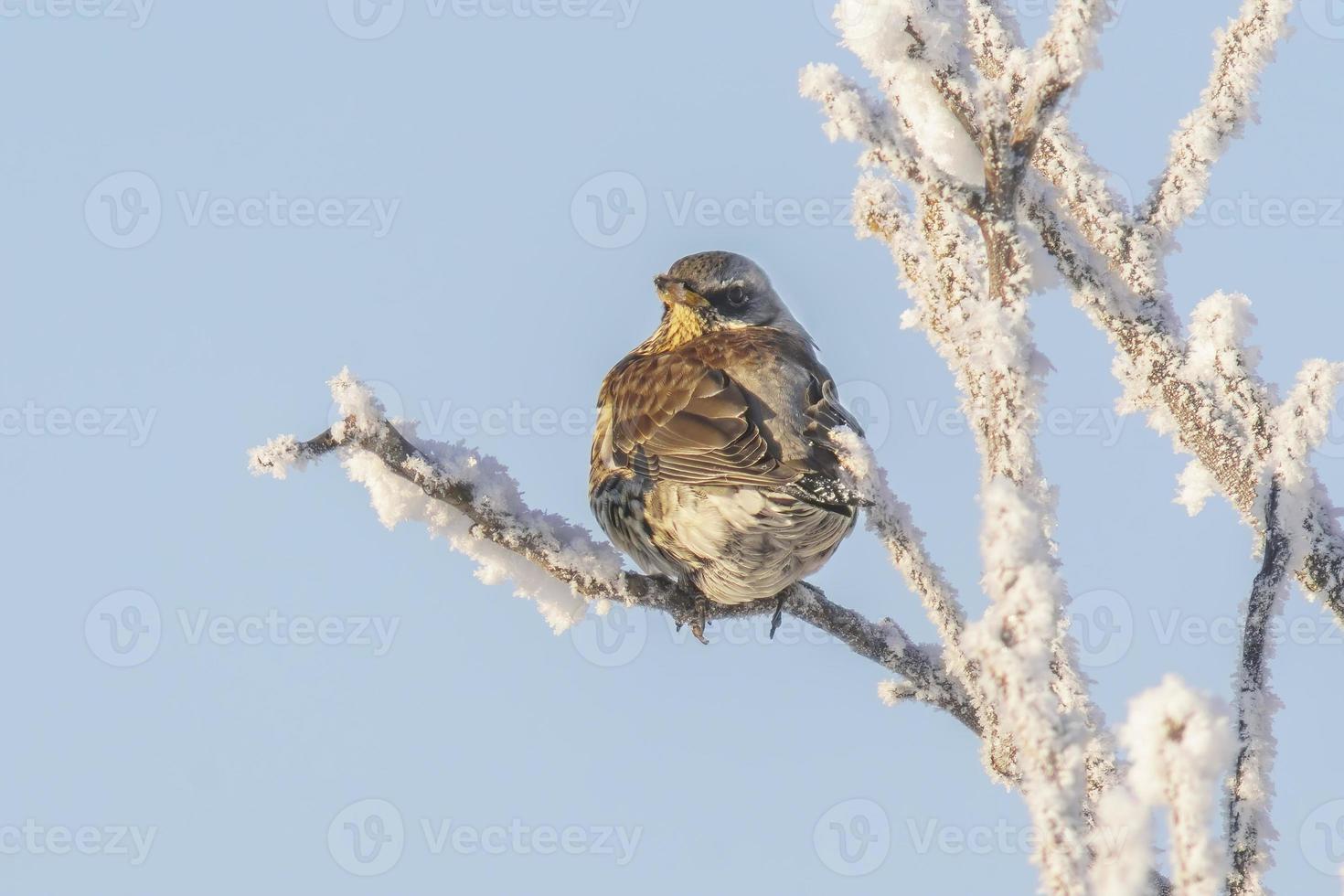 une litorne est assis sur neigeux branches dans du froid hiver temps photo