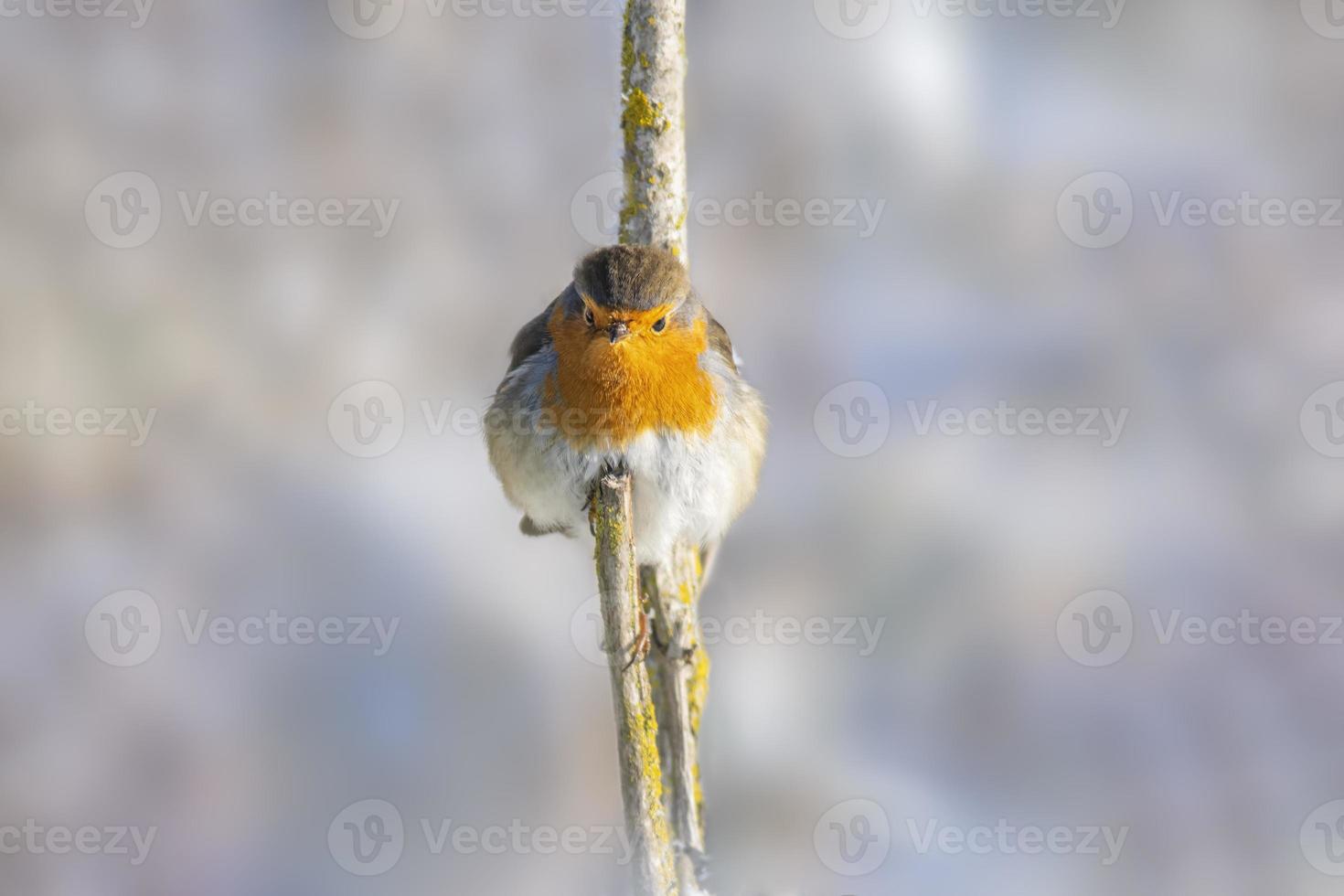 Robin est assis sur une branche et bains de soleil dans hiver photo