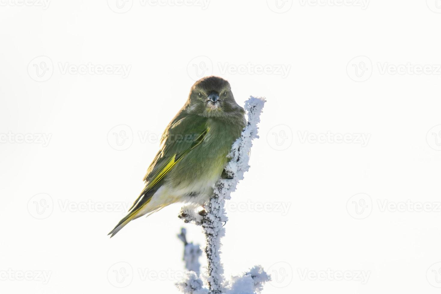 une verdier est assis sur une neigeux branche dans le du froid hiver photo