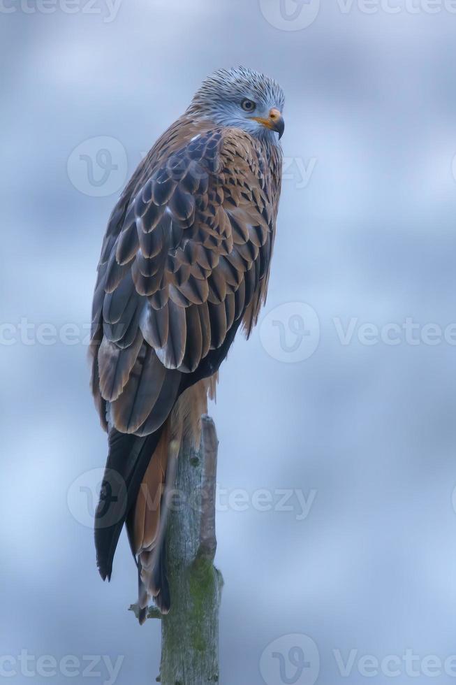 rouge cerf-volant est assis sur une branche et regards pour proie photo