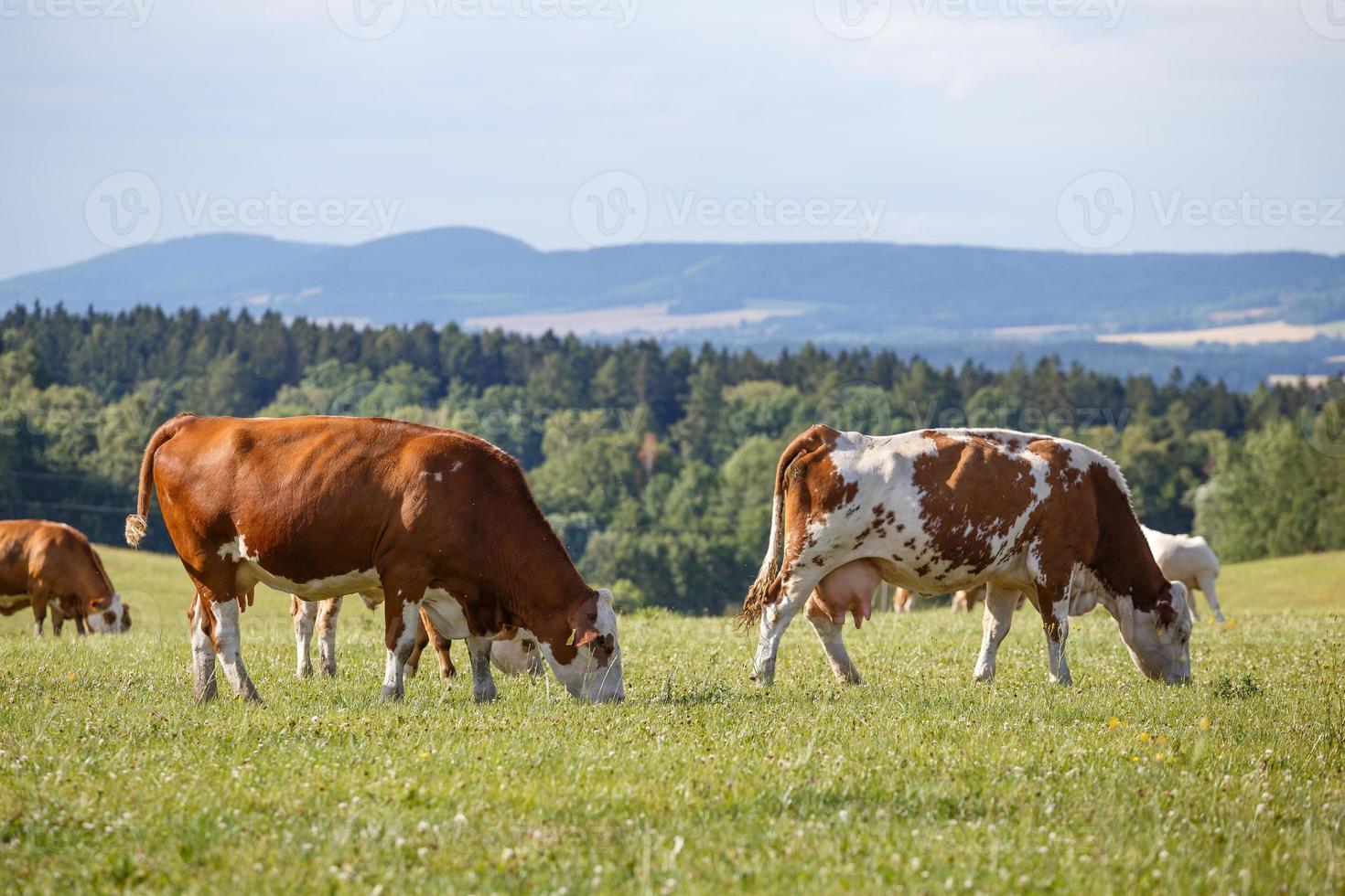 troupeau de vaches et veaux pâturage sur une vert Prairie photo