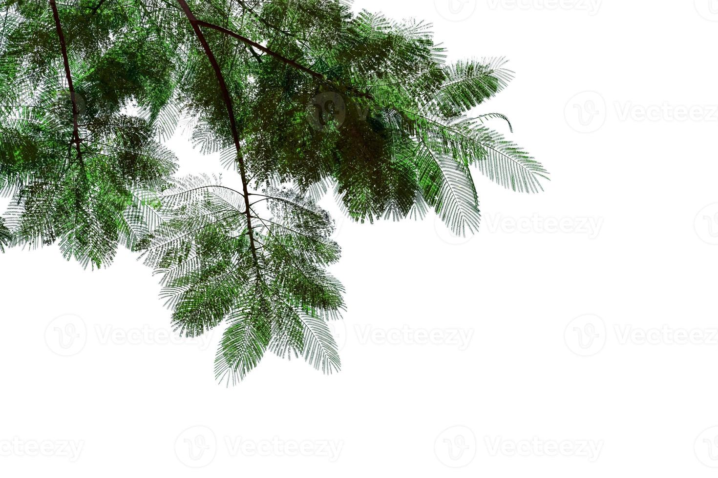 vert feuilles motif, feuille le flamme arbre isolé sur blanc arrière-plan, Flamboyant, royal poinciana photo