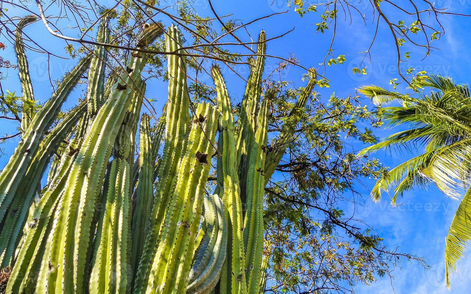 cactus tropicaux plantes de cactus jungle naturelle puerto escondido mexique. photo