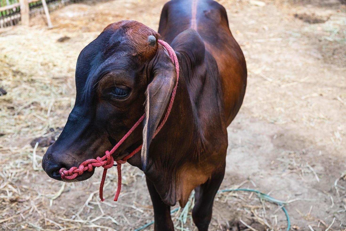 Portrait de côté d'une vache dans une ferme photo