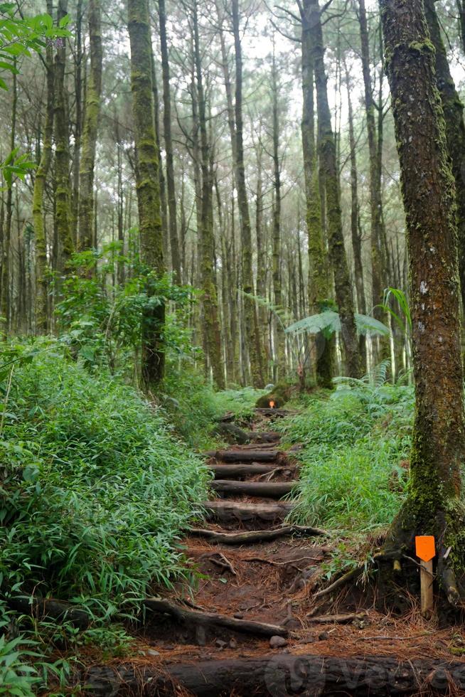 forêt chemin, randonnée piste, vue de route dans pin forêt dans de bonne heure Matin. photo